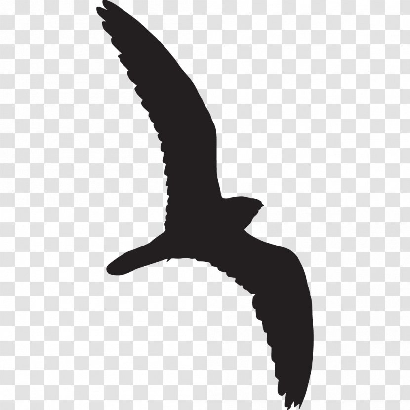 Bird Beak Common Nighthawk Lesser Cornell Lab Of Ornithology - Wing Transparent PNG