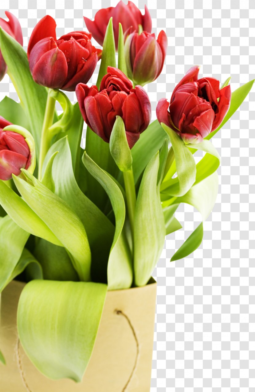 Desktop Wallpaper High-definition Video Flower 1080p Display Resolution - Floristry - Tulip Transparent PNG