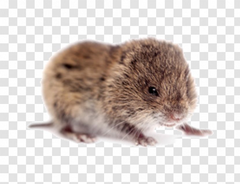 Rodent Rat Common Vole Clip Art - Trống Đồng Transparent PNG