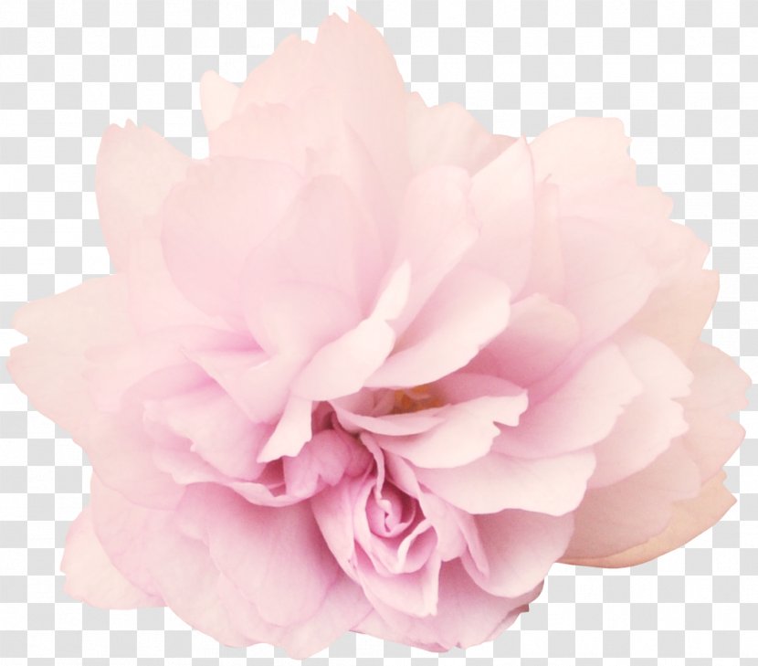 Peony Flower Clip Art - Petal - Bouquet Of Flowers Transparent PNG