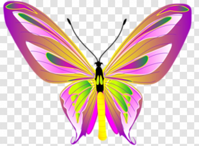 Monarch Butterfly Drawing Clip Art - Insect Transparent PNG