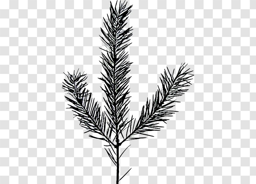 Family Tree Silhouette - Twig - Eastern Hemlock Cypress Transparent PNG