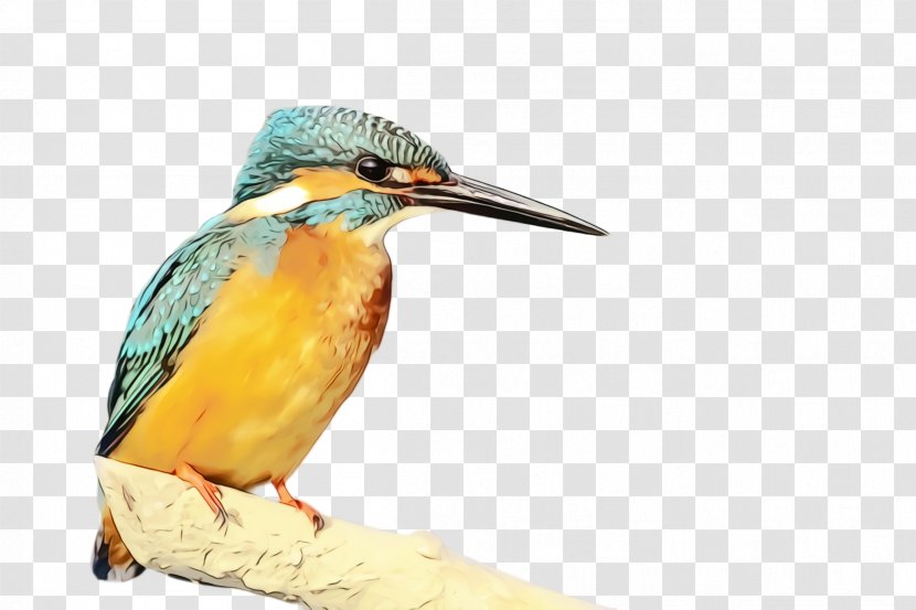 Watercolor Cartoon - Wet Ink - Wildlife Bird Transparent PNG