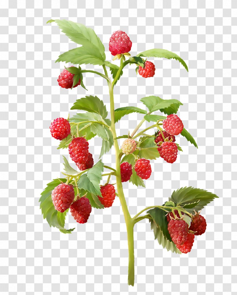 Red Raspberry Fruit Amora Mulberry - Loganberry Transparent PNG
