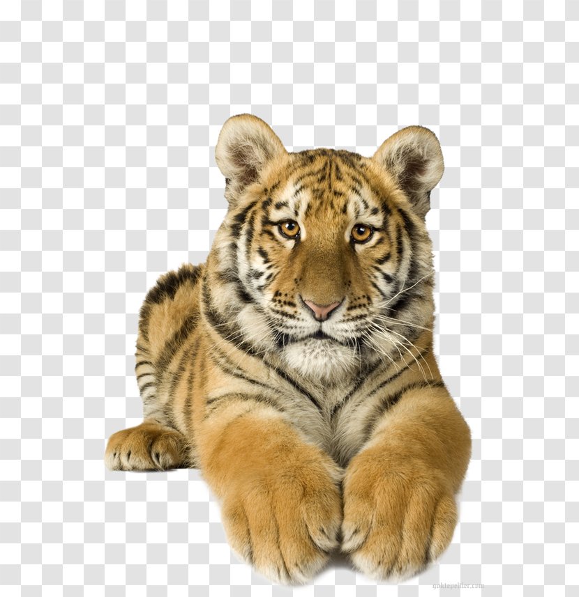 Lion Bengal Tiger Felidae Animaatio White Transparent PNG