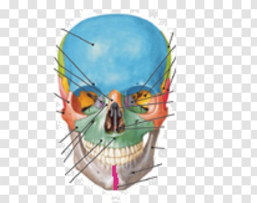 Atlas Der Anatomie Des Menschen Netter's Correlative Imaging: Musculoskeletal Anatomy Human Skull Transparent PNG