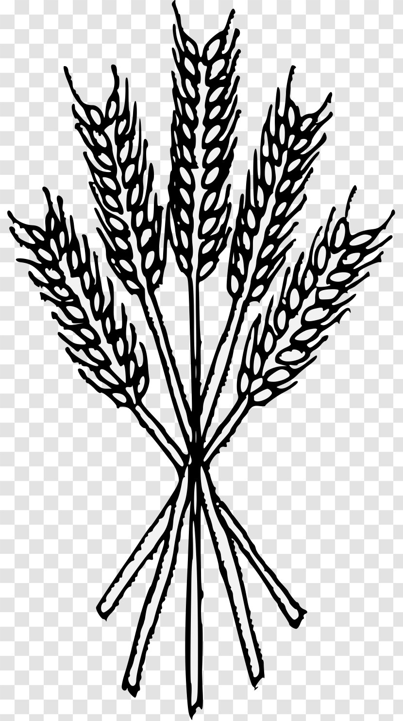 Wheat Heraldry Cereal Grain - Crop Transparent PNG