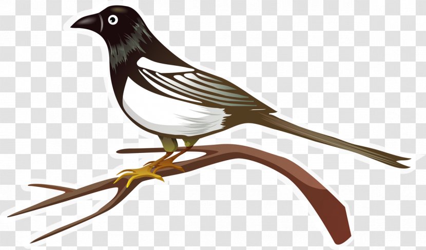 Eurasian Magpie Bird JPEG Computer File - Songbird Transparent PNG