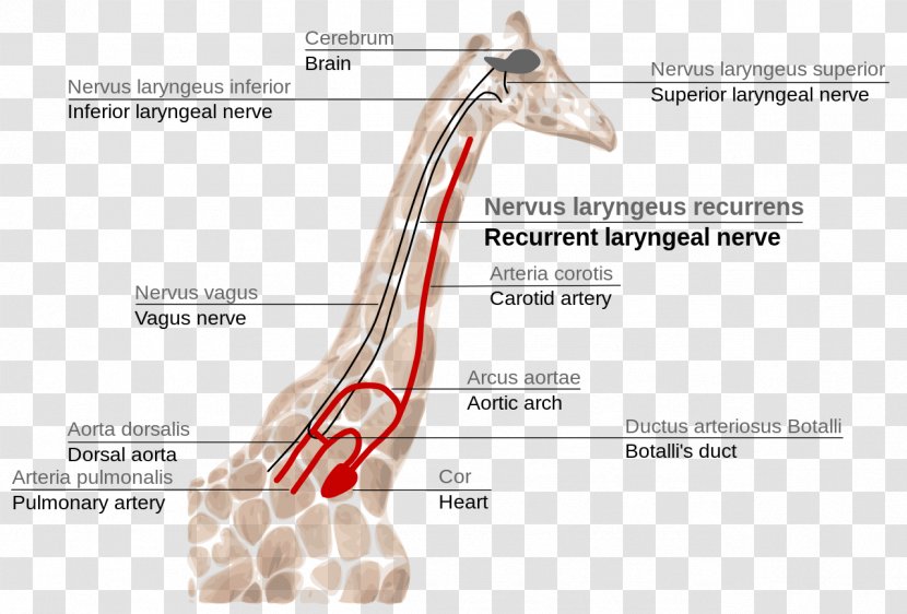 Giraffe Anatomy Recurrent Laryngeal Nerve Brain Larynx - Giraffidae - Gastrointestinal Tract Transparent PNG