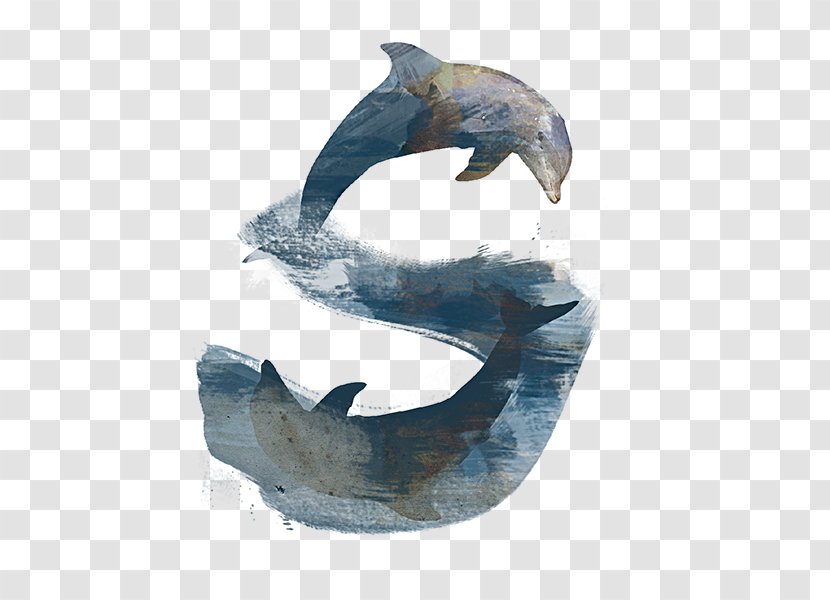 Dolphin - Organism Transparent PNG