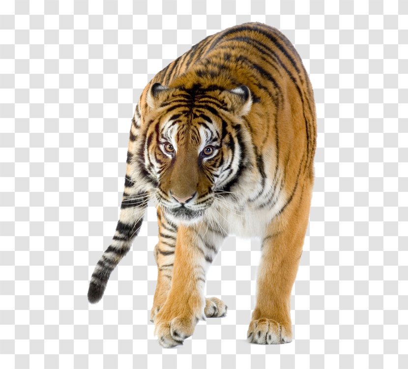 Lion Siberian Tiger Bengal Felidae Project Transparent PNG