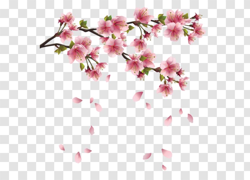 Flower Spring Clip Art - Watercolor Painting - Cherry Blossom Transparent PNG