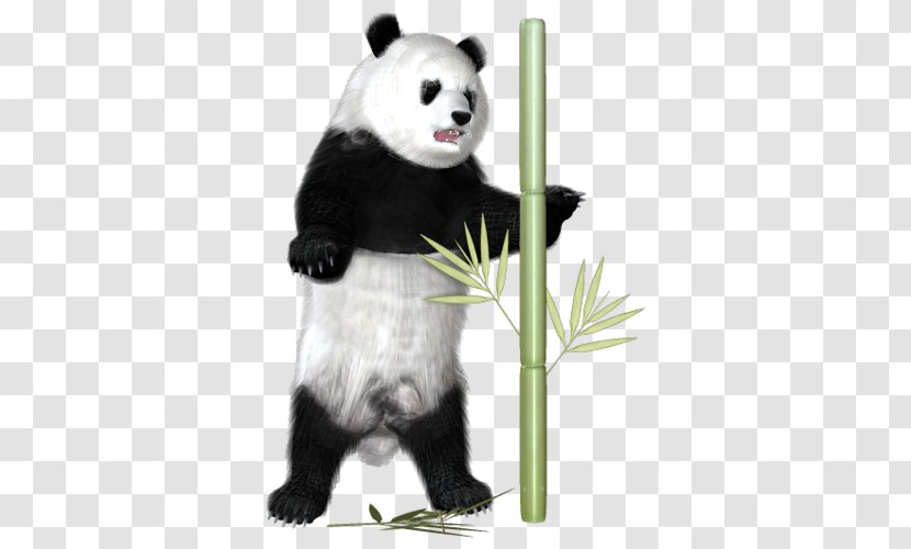 Giant Panda Pandas And Bamboo Animal - Bear Transparent PNG