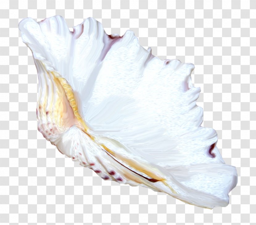 Seashell Conch Clip Art - White Transparent PNG