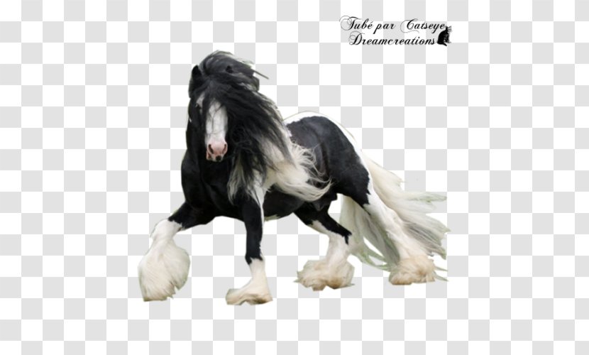 Gypsy Horse Stallion Mustang Friesian Mane - Pinto Transparent PNG