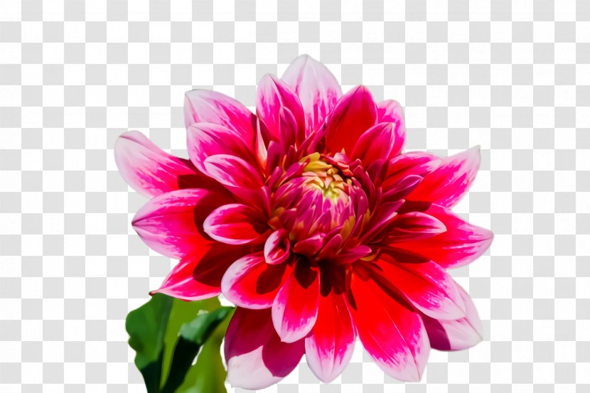 Flower Flowering Plant Petal Pink - Magenta Cut Flowers Transparent PNG