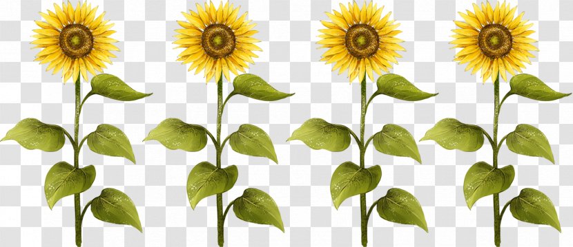 Common Sunflower Seed Drawing - Flowering Plant Transparent PNG