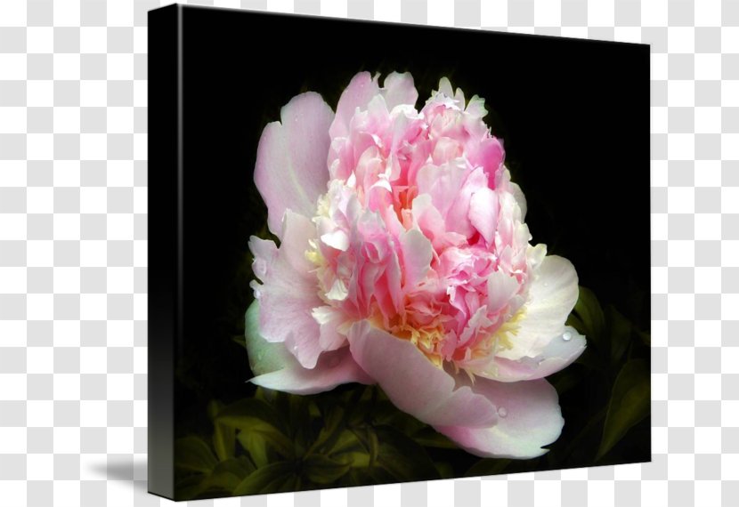 Peony Floral Design Cut Flowers Petal - Pink - Creative Transparent PNG