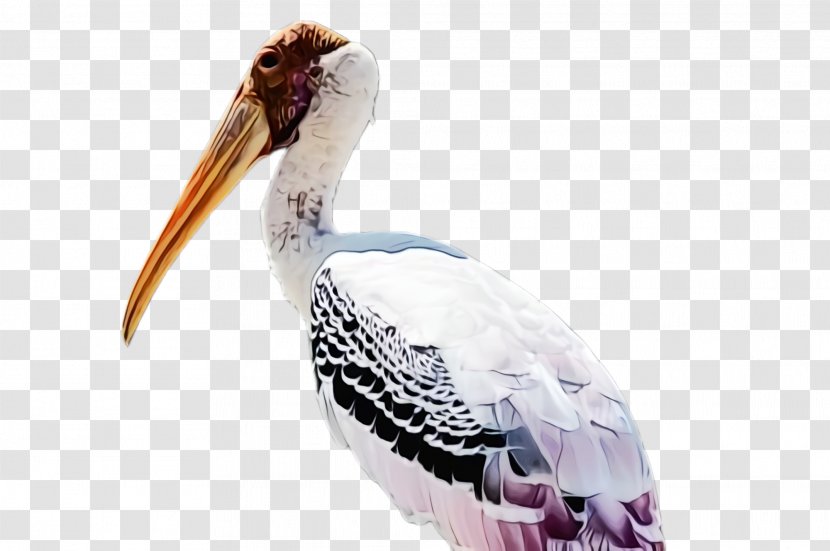 Feather - Ibis - Ciconiiformes Transparent PNG