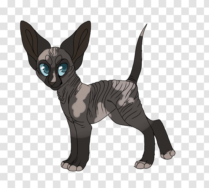 Devon Rex Whiskers Kitten Domestic Short-haired Cat Dog Transparent PNG