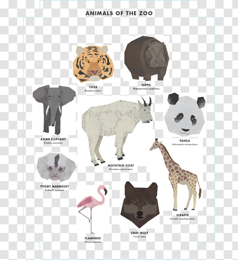 Cat Animal - Organism Transparent PNG