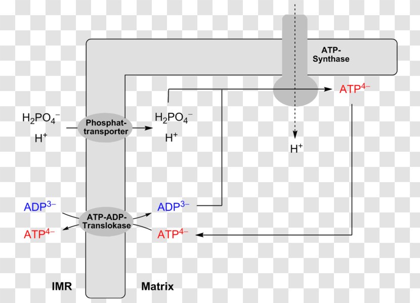 ADP/ATP Translocase Adenosine Diphosphate Triphosphate Oxidative Phosphorylation - Parallel - Atp Transparent PNG