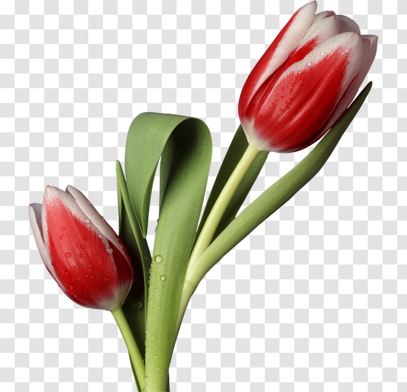 Tulip Cut Flowers Animaatio Petal - Plant Stem - Nq Transparent PNG