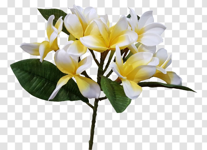 Cut Flowers Flower Bouquet Artificial Floral Design - Arumlily - Plumeria Transparent PNG