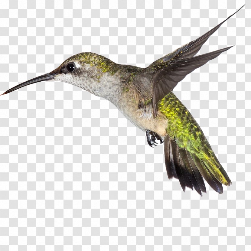 Hummingbird Beak Medicine Amazon.com - Feather - Bird Transparent PNG