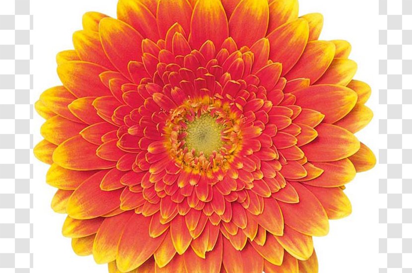 Transvaal Daisy Chrysanthemum Cut Flowers Colours Of Nature Dahlia - Orange - Navy Gerbera Transparent PNG