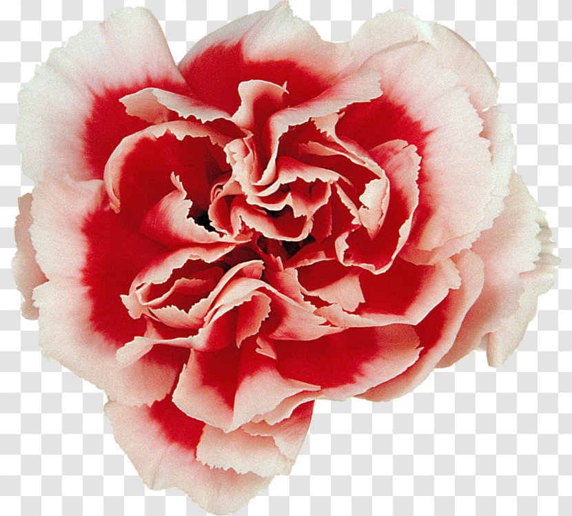 Garden Roses Carnation Centifolia Cut Flowers - Flower Transparent PNG