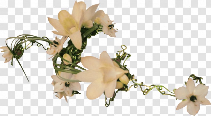 Floral Design Cut Flowers Blog - Plant - Flower Transparent PNG