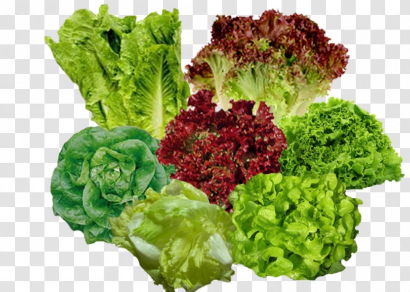 Lettuce Vegetable Salade Composée Food - Carrot Transparent PNG