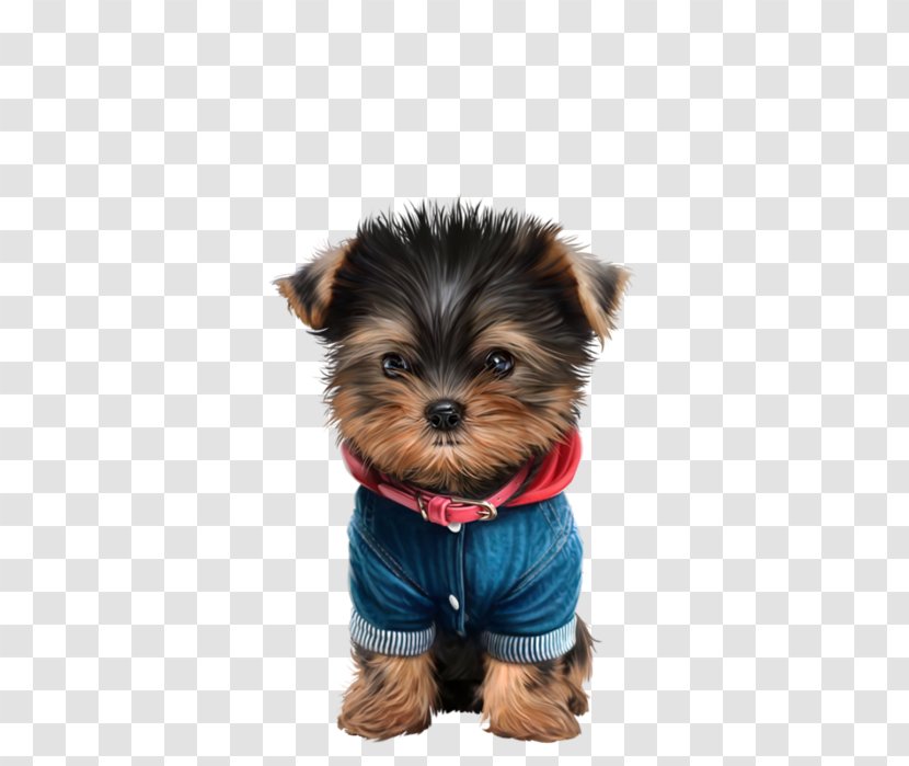 Yorkshire Terrier Australian Silky Morkie Puppy - Dog Clothes Transparent PNG