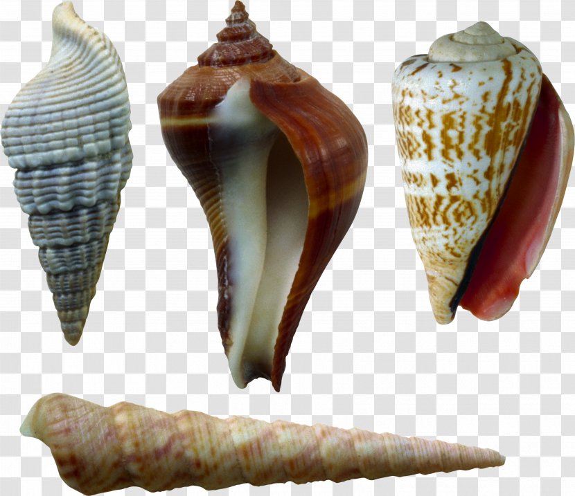 Image File Formats Lossless Compression - Conch - Seashell Transparent PNG