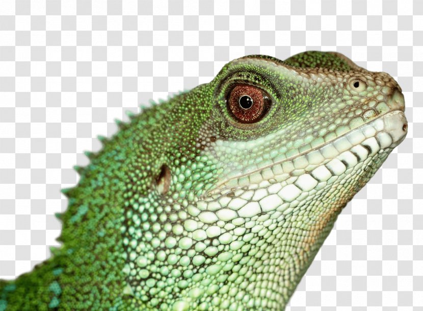Reptile Lizard Green Iguana Pet Chinese Water Dragon Transparent PNG