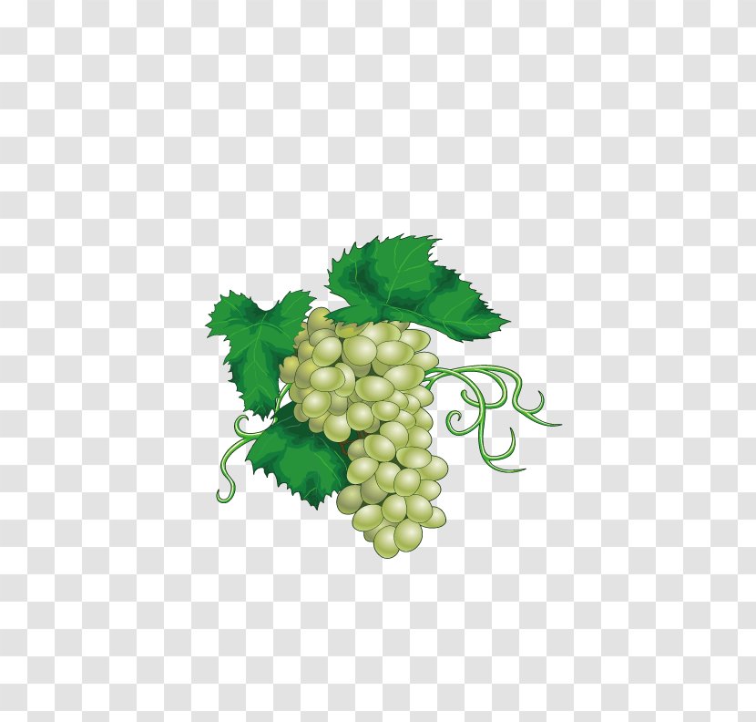 Chenin Blanc Wine Juice Grape - Leaves - Delicious Green Grapes Transparent PNG
