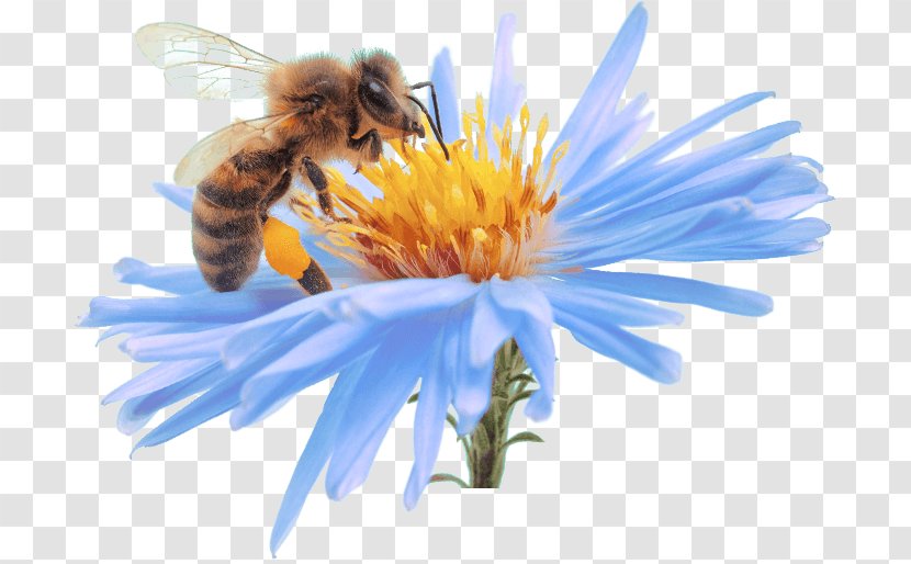 Bee Cream Propolis Skin Care - Pollen - Allergy Transparent PNG