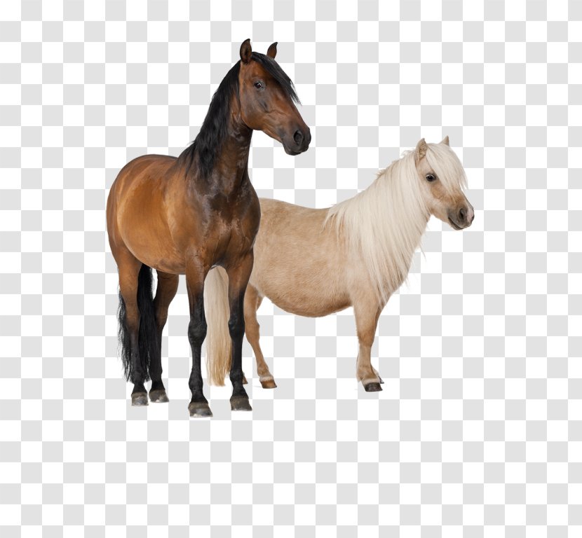 The Scottish Ambassador: Learning How To Be In America United States Scotland Horse - Mare Transparent PNG