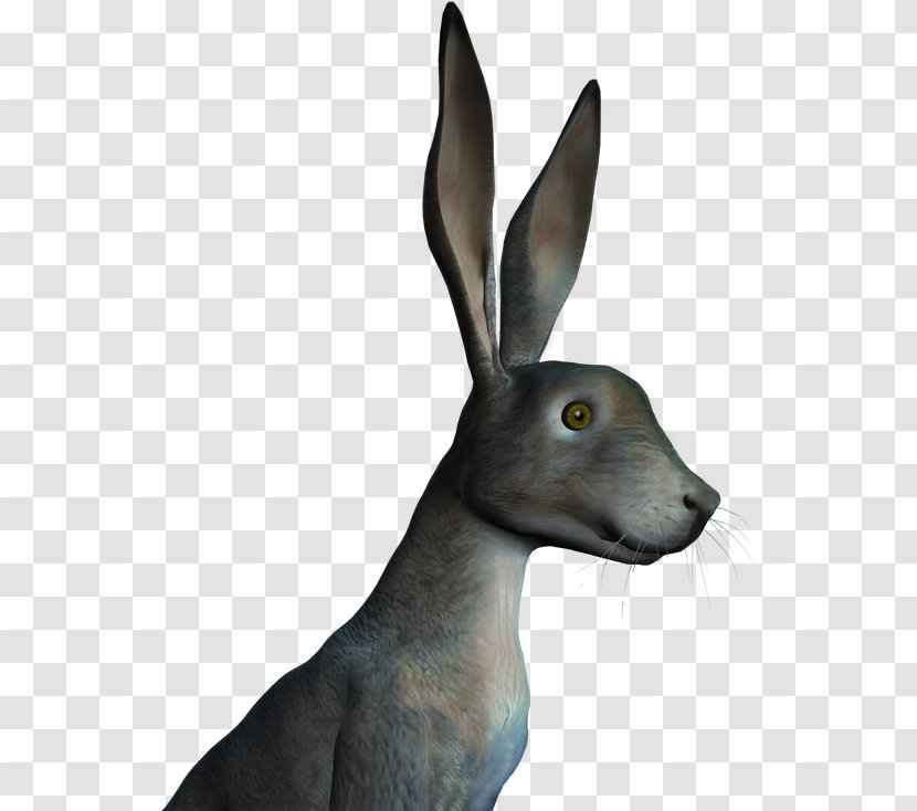 Hare Snout Wildlife - Rabbit - Mammal Transparent PNG
