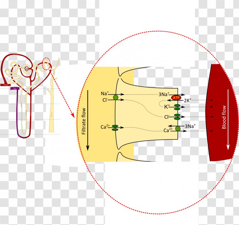 Circle Angle Diagram - Tree - Kidney Transparent PNG