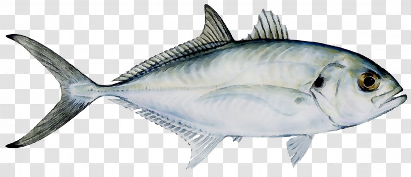 True Tunas Weakfish Shark Bluefish - Fish - Sport Fishing Magazine Transparent PNG