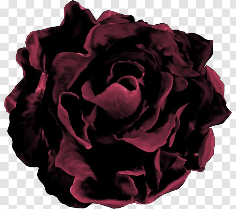 Garden Roses Cabbage Rose Mourning White - Flower - Cut Flowers Transparent PNG