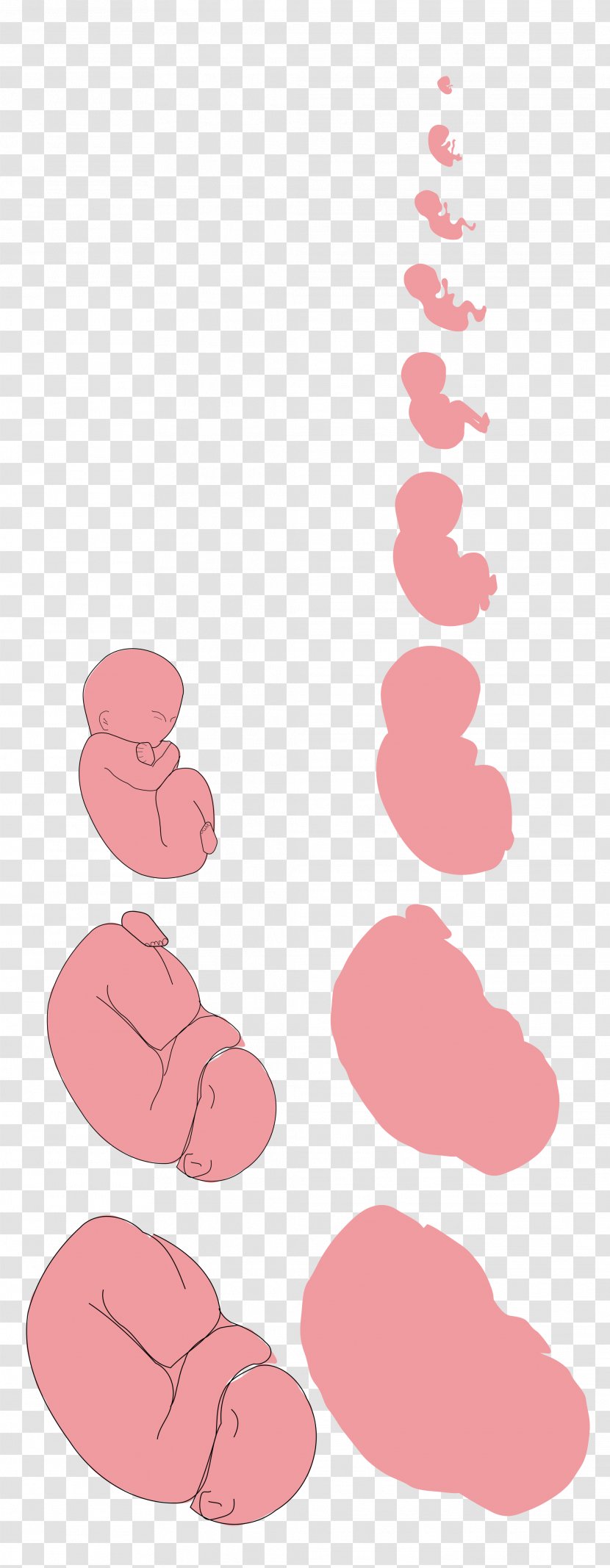 Pregnancy Fetus Embryo Pharmaceutical Drug Clip Art - Cartoon Transparent PNG