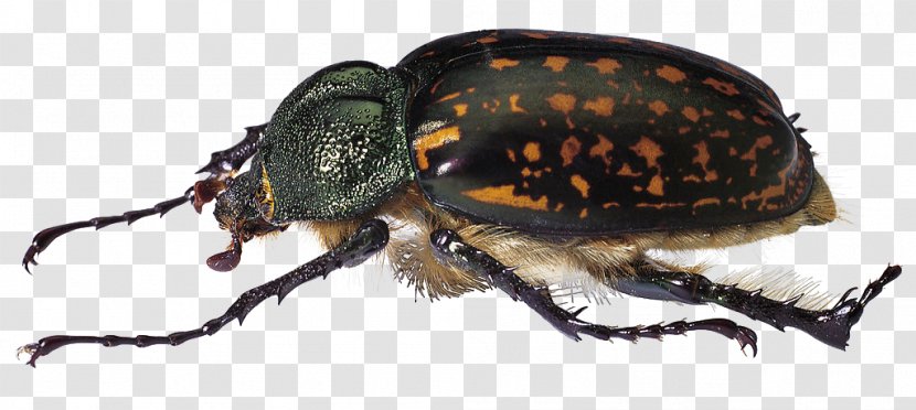 Hercules Beetle Scarabs Locust - Green - Black Transparent PNG