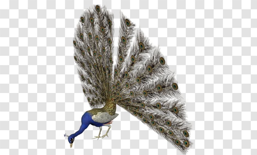 Bird Pavo Reptile Feather Transparent PNG