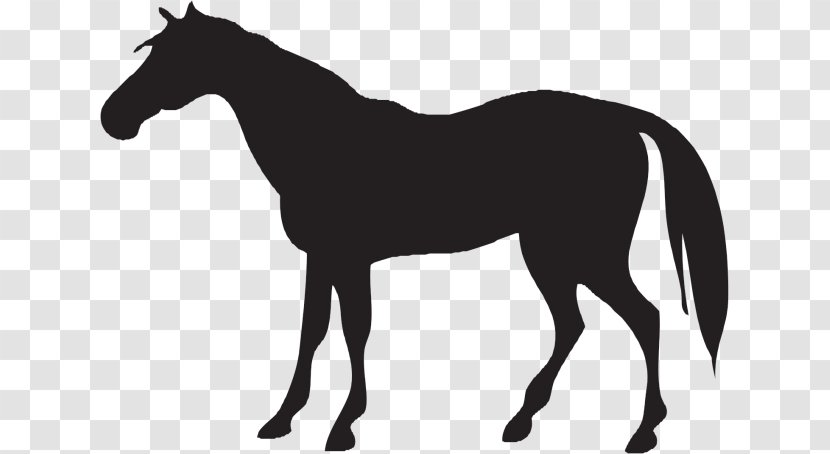 Vector Graphics Andalusian Horse Black Clip Art Illustration - Tack - Silhouette Transparent PNG