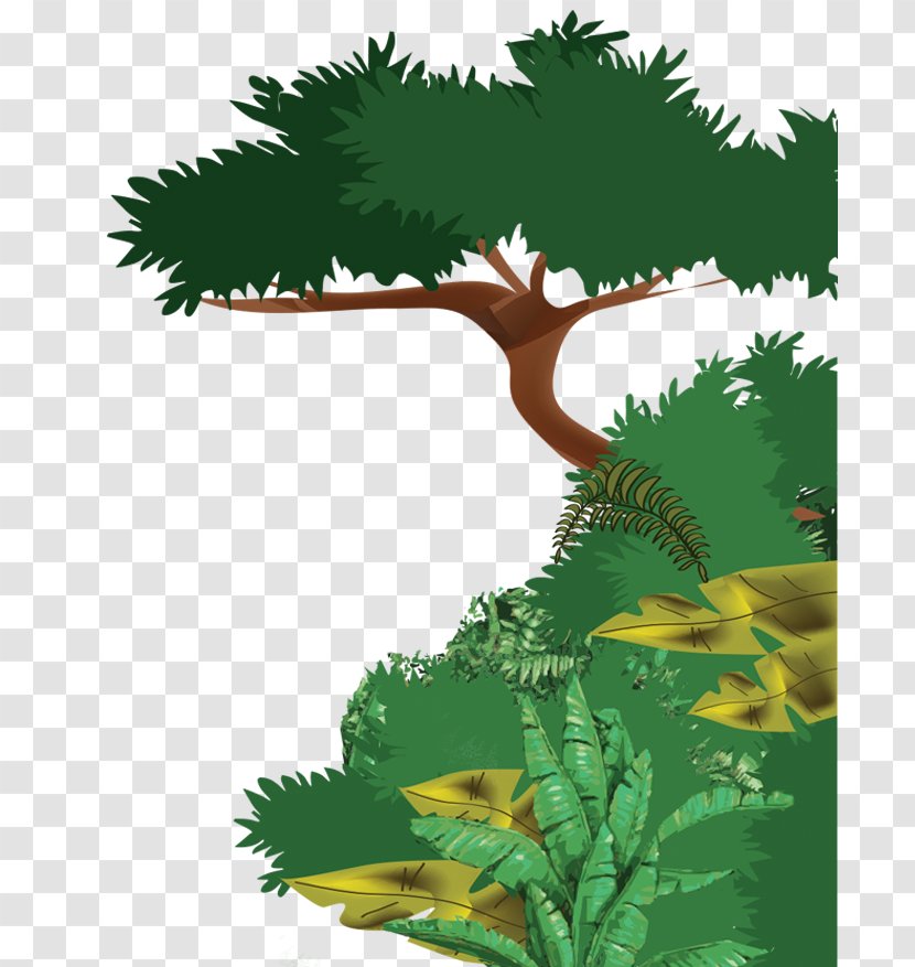Tropical Rainforest Ecosystem Drawing Evergreen - Climate - Forest Transparent PNG