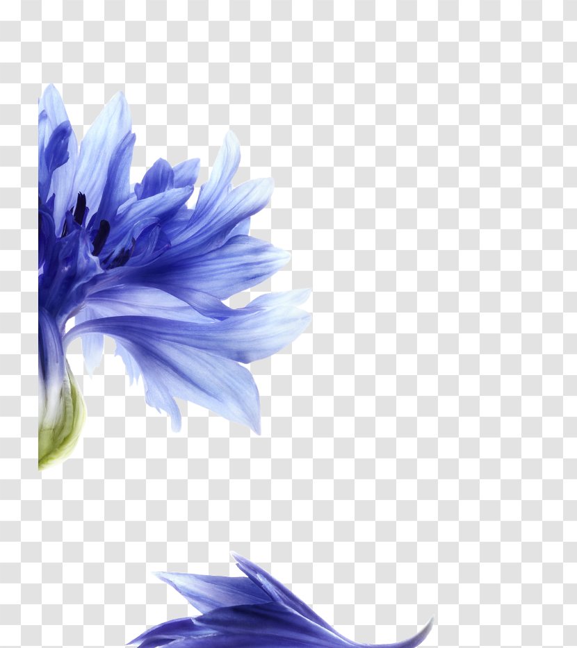 Desktop Wallpaper Close-up Computer Chicory - Petal Transparent PNG