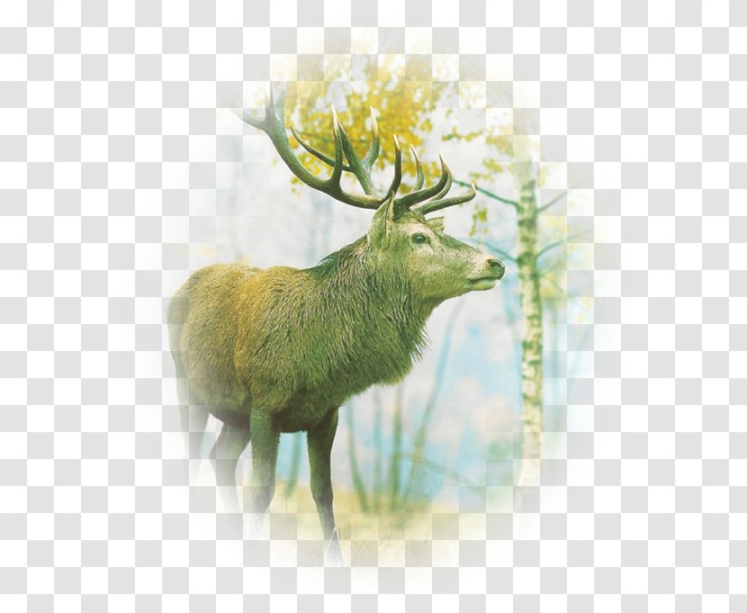 Reindeer Antler Roe Deer Elk Transparent PNG
